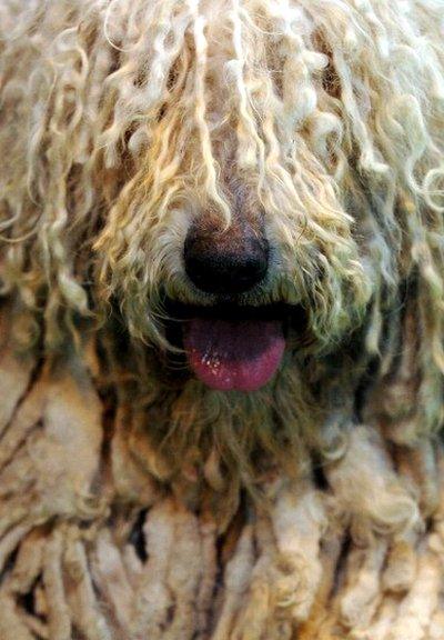A Komondor