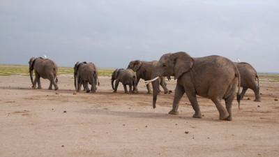 African elephants in the Amboseli National Park, Kenya (c) Karen McComb, University of Sussex