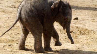 Baby elephant