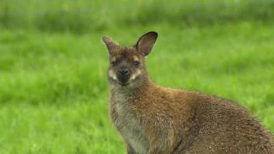 Wallaby