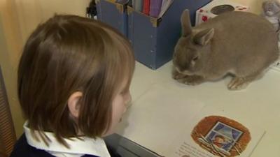 Pupil reading with school rabbit