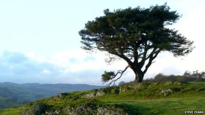 The Lonely Tree