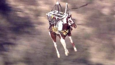 Horse being lifted by helicopter