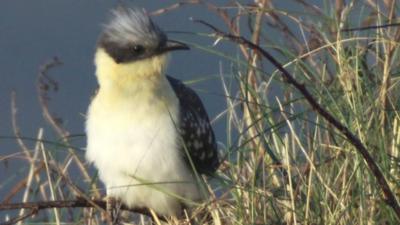 Great spotted cuckoo