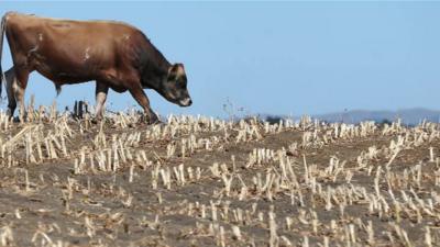 Cow on drought field