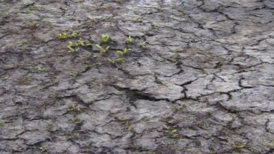 Flood land on the Somerset Levels