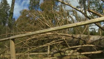 Felled trees