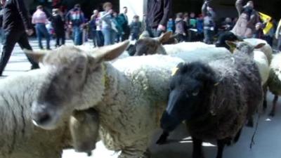 Sheep at the Louvre