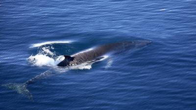 A minke whale