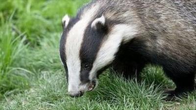 Badger