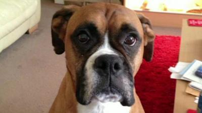 Rocky the boxer dog who was left to die