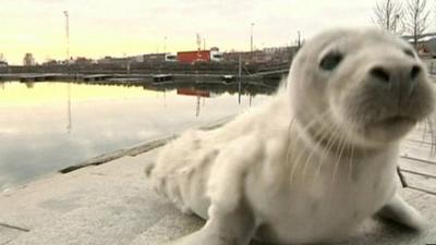 Seal pup