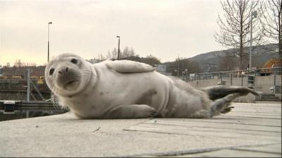 Baby seal