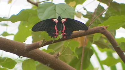 The butterflies were released in the zoo's crocodile swamp