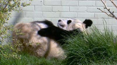 Giant panda