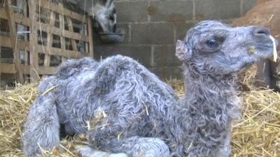 Camel calf