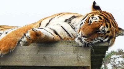 Tiger at Shepreth Wildlife Park