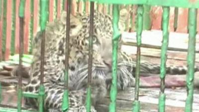 Leopard in a cage