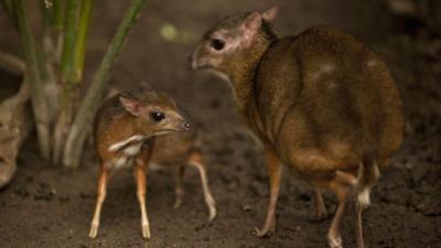 Baby Java mouse-deer