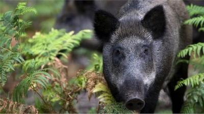 Generic image of a wild boar