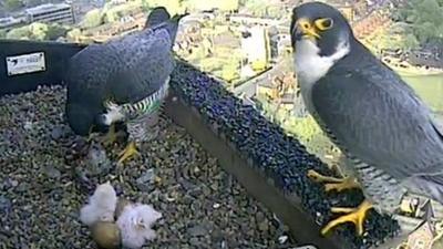 Peregrine falcons with chicks at Norwich Cathedral