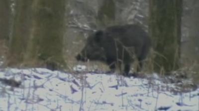 Wild boar in Forest of Dean