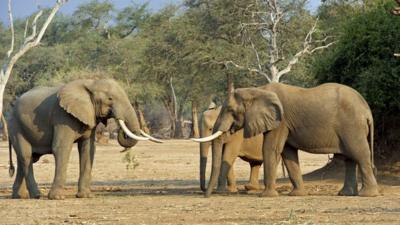 Elephants