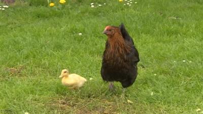 Lucky the duckling and Victoria Peckham the hen