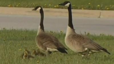 Family of geese