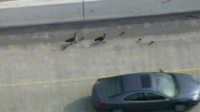 Geese on busy road