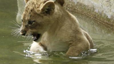 Lion cub going for a swim