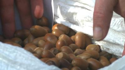 Hand grabbing acorns from a box