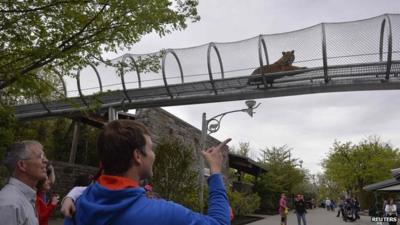 Zoo visitors view the big cat trail