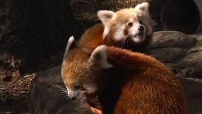 Red Pandas