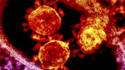 Mers virus