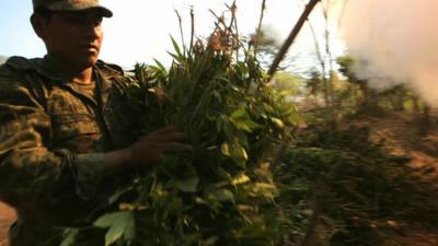 Marijuana crop