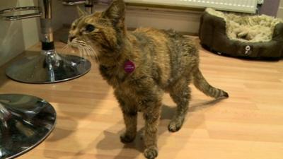 Poppy the world's oldest cat