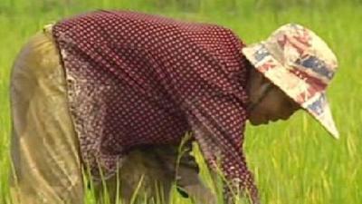 Rice picker in Thailand