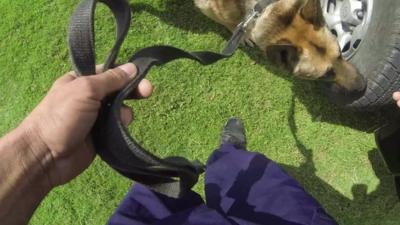 Sniffer dog trains at Egypt's police academy