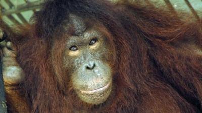 Orangutan