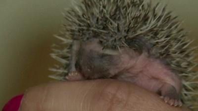 Small hedgehog