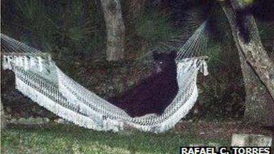 A black bear relaxing in a hammock