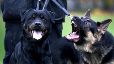 German Shepherd and a Rottweiler police dog