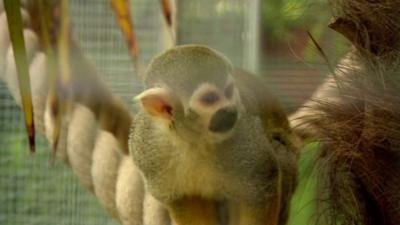 Squirrel monkey