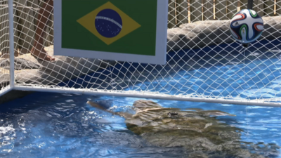 "Big Head" the Turtle predicts Brazil to win the opening game of the World Cup