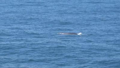 Fin whale