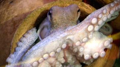 Paul the Octopus