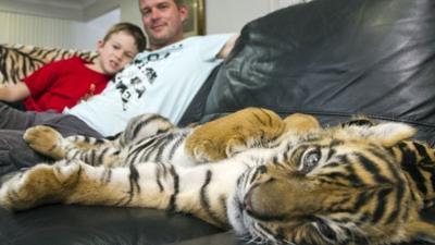 tiger cub lying on Giles Clark's sofa