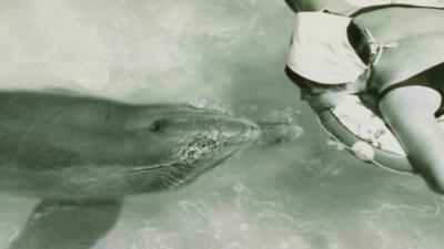 Peter the dolphin and researcher Margaret Howe Lovatt