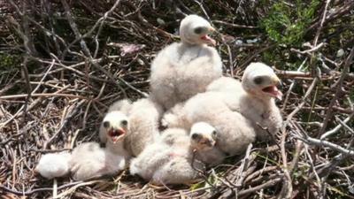Hen harrier chicks